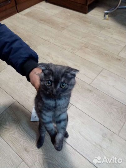 Вислоухая кошка бесплатно