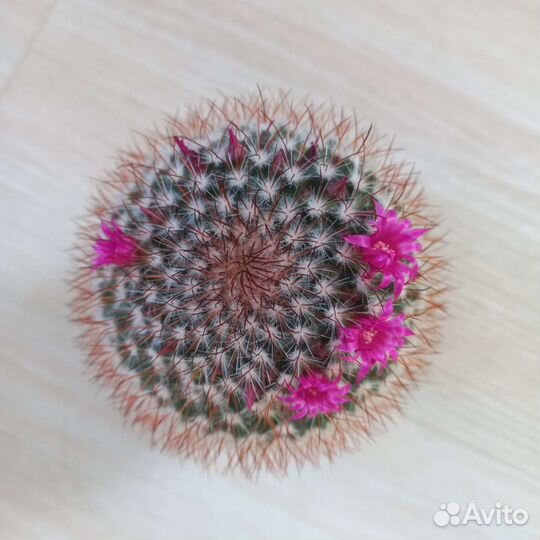 Кактусы и суккуленты