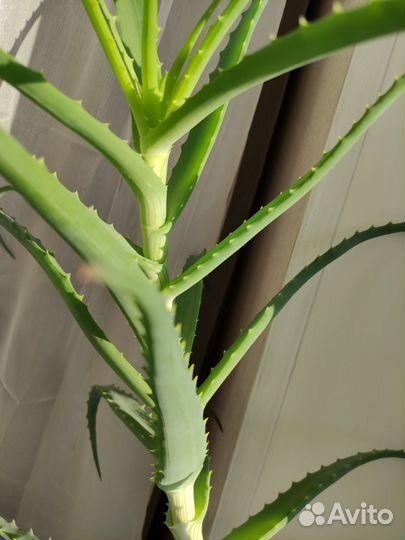 Алоэ столетник