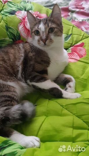 Наглый кот в дар