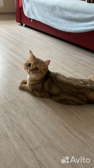 Шотландский кот