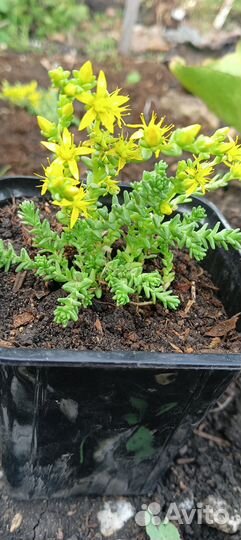 Суккулент. Очиток Блу Форест