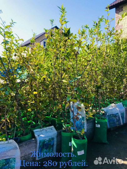 Виноград, жимолость