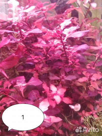 Аквариумные растения