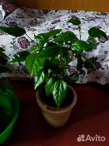 Гибискус китайская роза