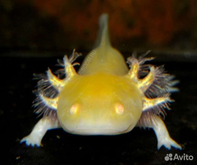 Аксолотли в магазине ассортимент