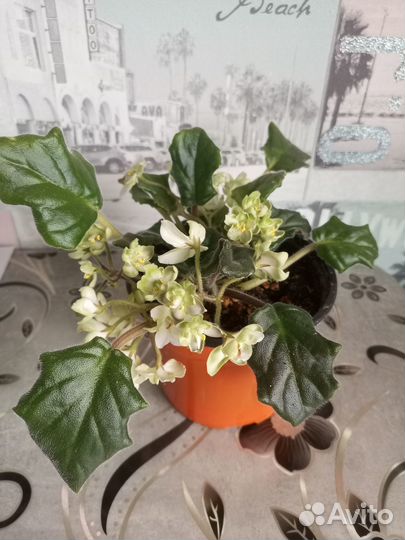 Комнатные цветы