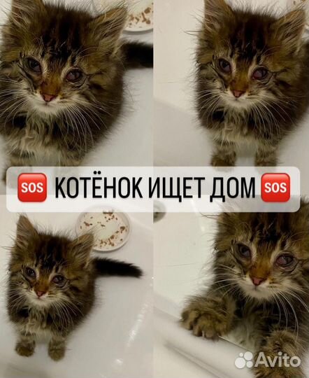 Котята в добрые руки