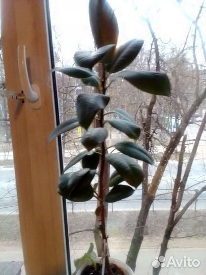 Фикус каучуконосный