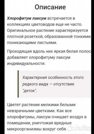 Хлорофитум лаксум