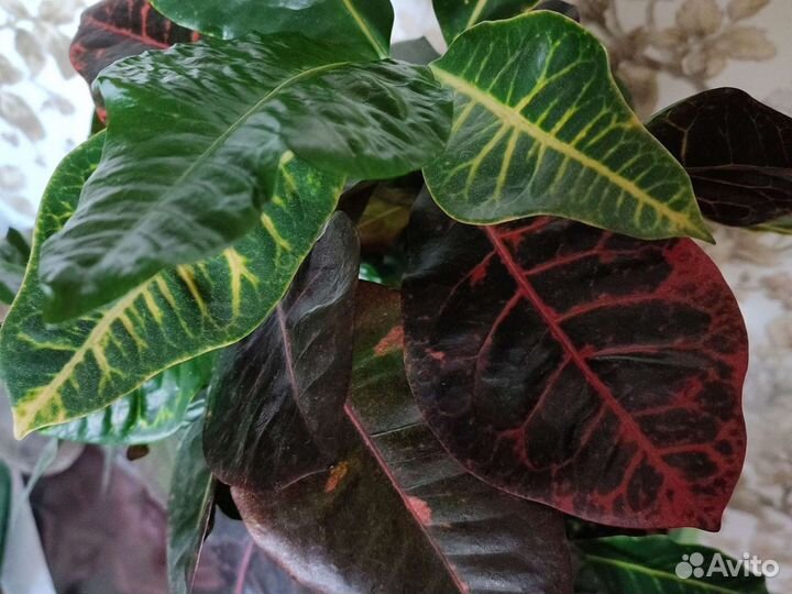 Кодиеум Петра (кротон)