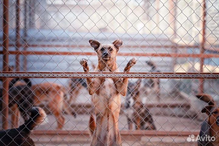 Собака в добрые руки