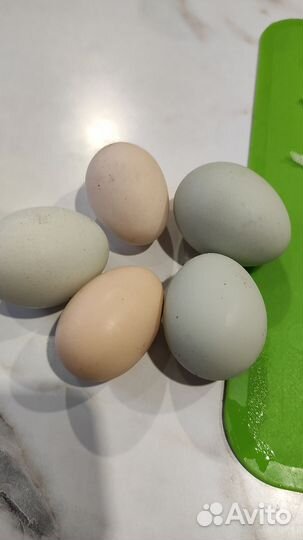 Инкубационные яйца, яйца домашние на еду