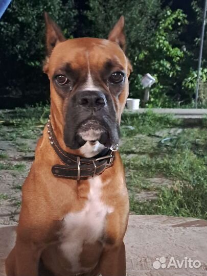 Боксер ищет девочку