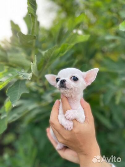 Чихуахуа мини
