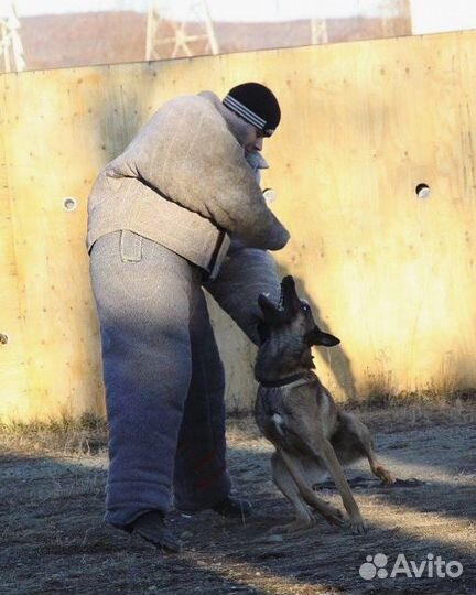 Дрессировка и обучение собак (кинолог) онлайн