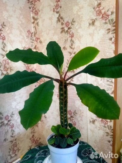 Комнатный цветок