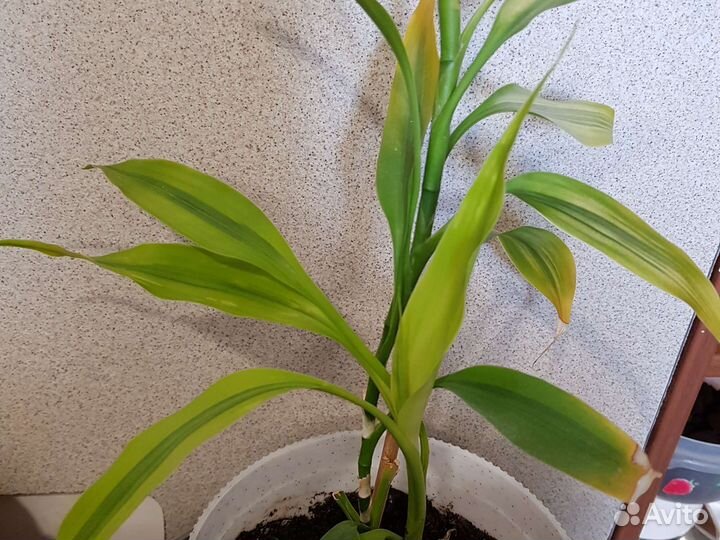 Комнатные растения Бамбук