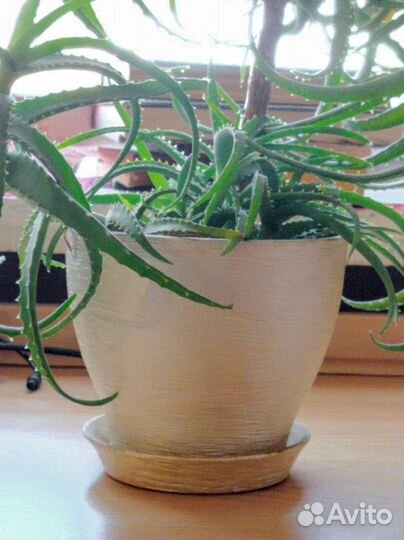 Алоэ в красивом горшке