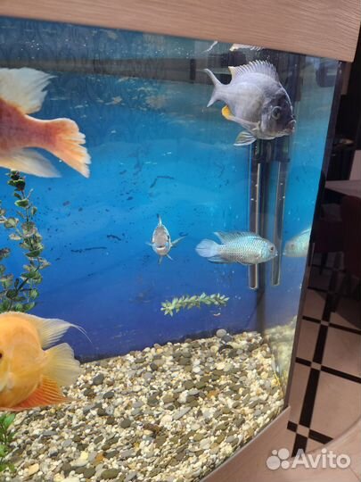 Аквариумные рыбки