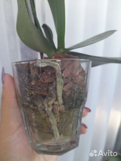 Орхидея фаленопсис