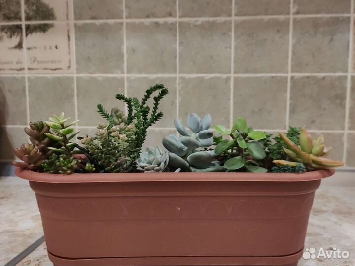 Садик из разнообразных ярких суккулентов