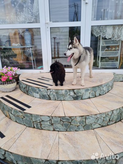 Передержка собак