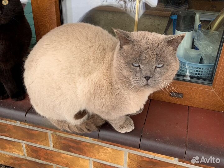 Британский Кот