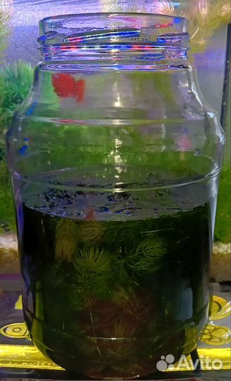 Водоросли для аквариума