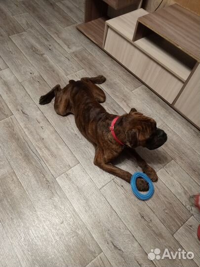 Боксер вязка