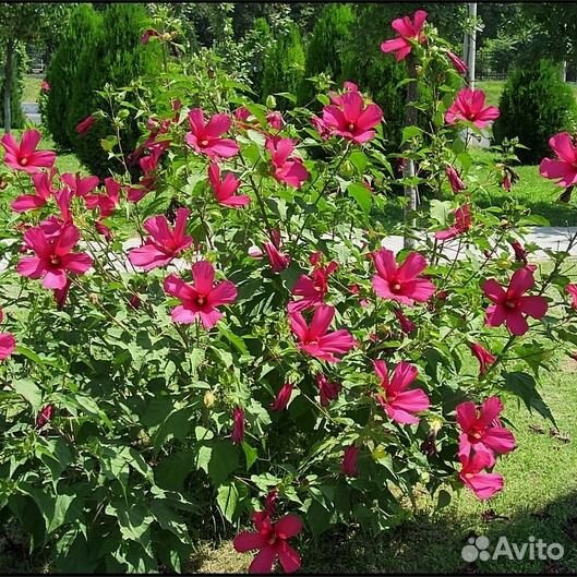 Продаю цветок Гибискус