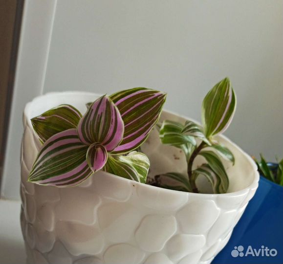 Комнатные цветы, растения разные