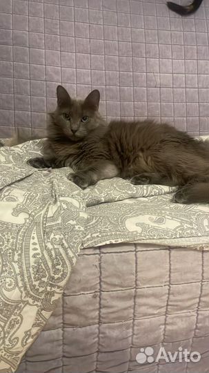 Молодая кошечка, ласкуша, в добрые руки