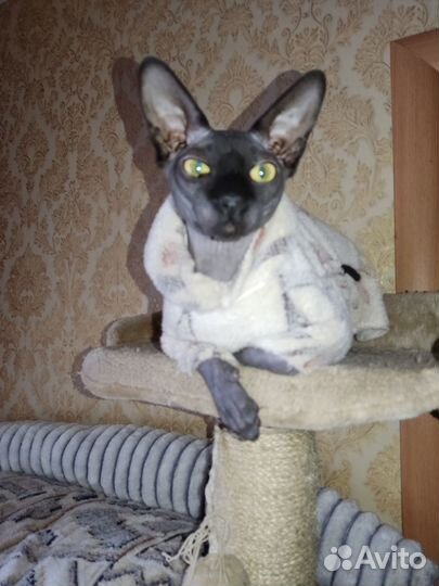 Сфинкс эльф (вязка)