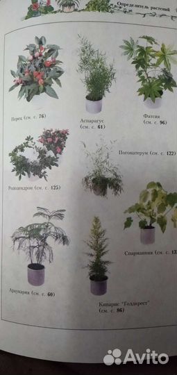 Книга комнатные растения