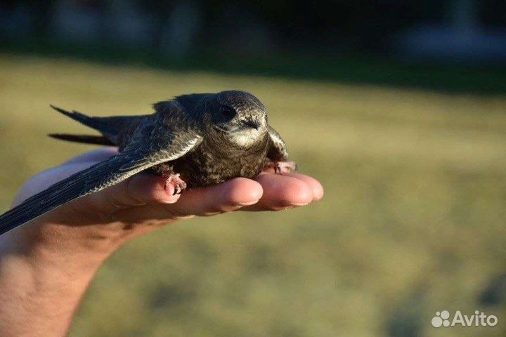 Корм для стрижей, стрижа