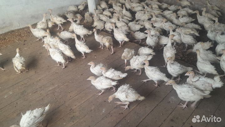 Индюшата молодняк