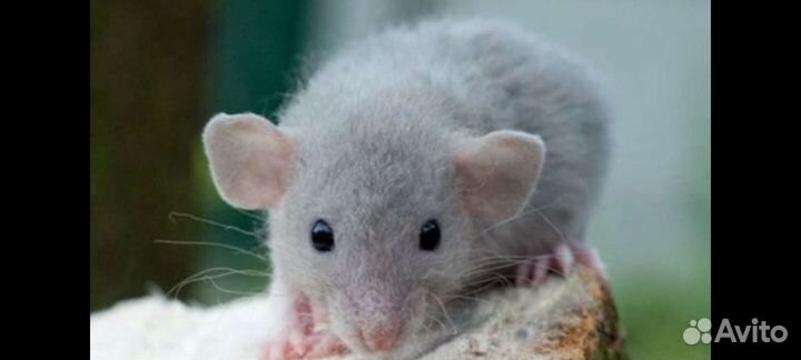 Крыса дамбо голубая норка
