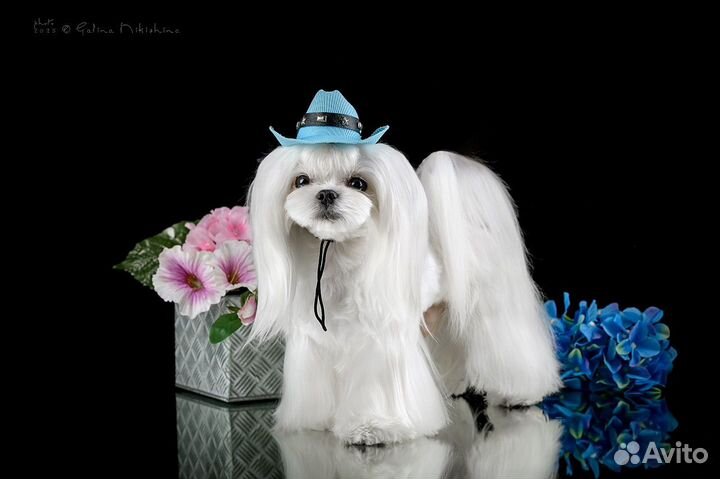 Вязка Мальтезе мальчик Корея