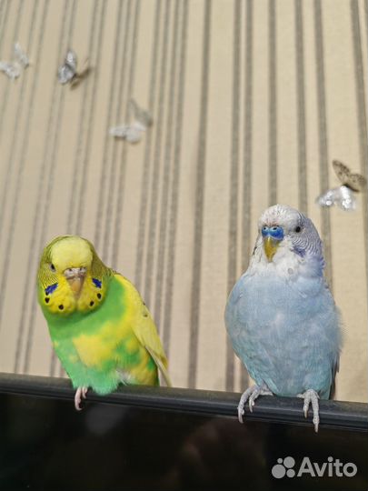 Волнистый попугайчики с клетками