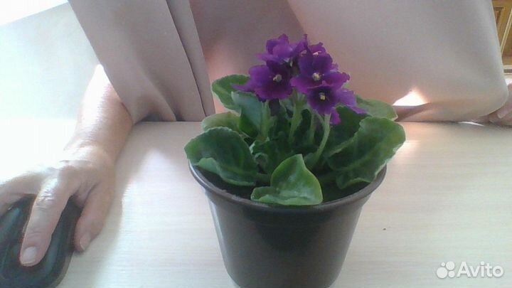 Цветы фиалки