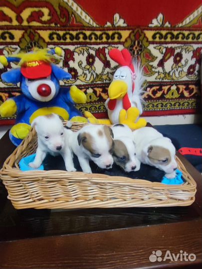 Щенки джек рассел терьер