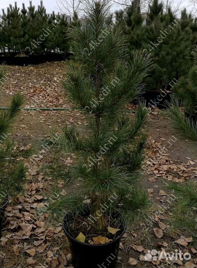 Сибирский кедр экстра класс. Саженцы