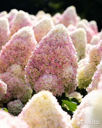 Гортензия Пинк энд Роуз, Саммер Лав