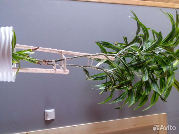 Драцена фрагранс Лемон Лайм (2 ствола+ детка)