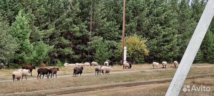 Овцы бараны