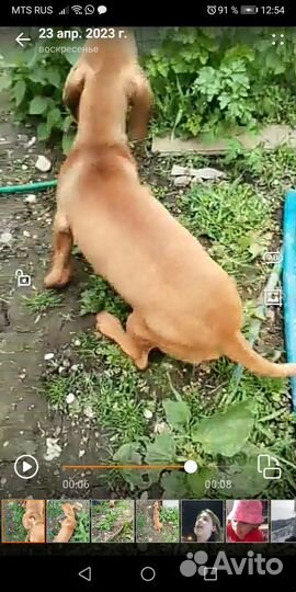 Щенки бесплатно