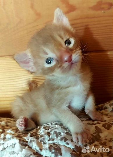 Каракет котята