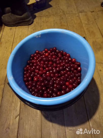 Вишня ягода свежая