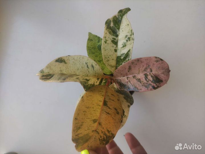 Фикус Шривериана